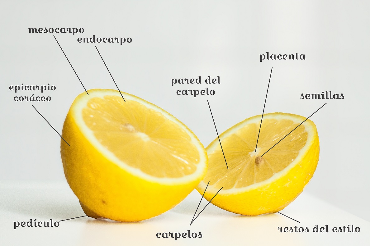 Image result for anatomy of a lemon