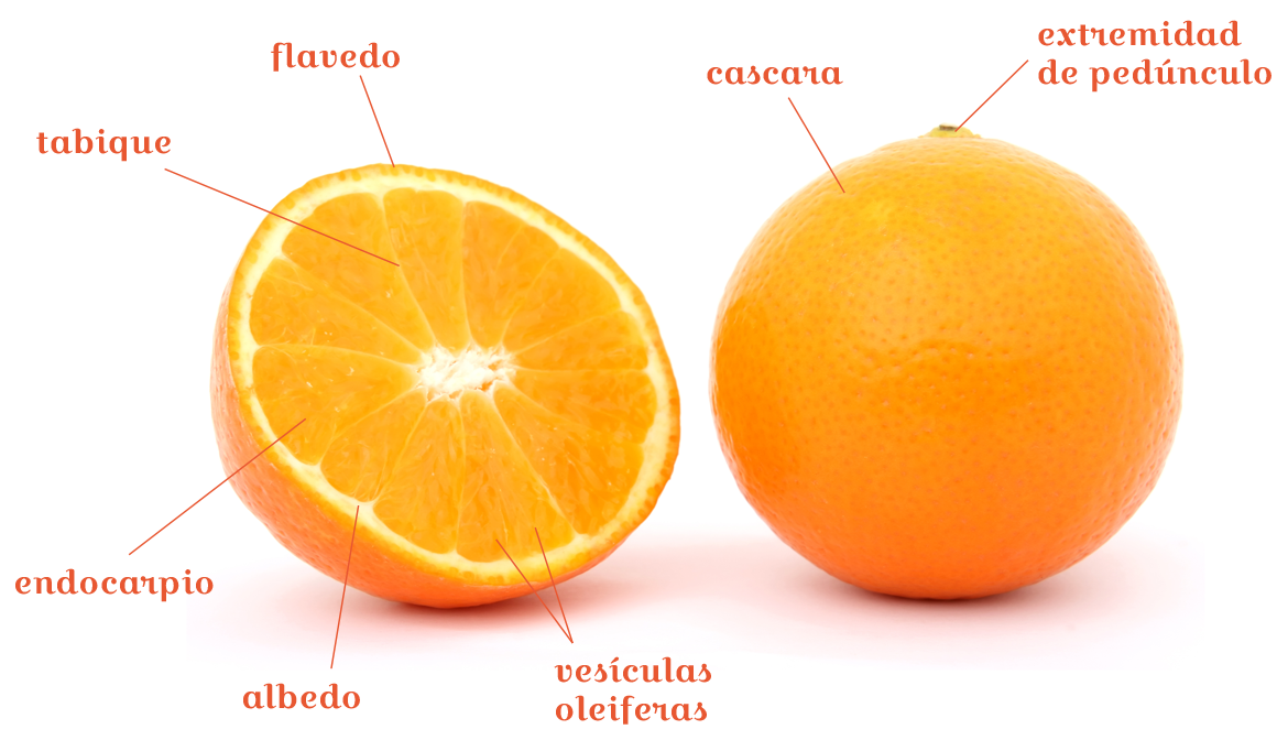 ¿Qué contiene el albedo de la naranja?