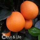 Navelina Sweet Orange