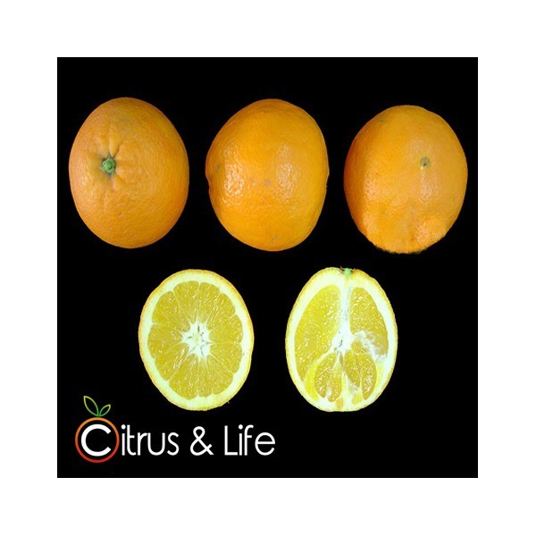 Sizilianische Navelina-Orangen aus biologischem Anbau im Online-Verkauf bei  Canalotto Farm
