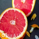 Pink Grapefruit ~ Citrus & Life
