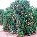 Orangen tree