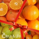 Pack 2 oranges, tangerines, lemons and exotic