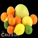 Pack 2 orangen, mandarinen, zitronen und exotischen