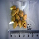 Yuzu Seeds