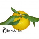Graines de Yuzu