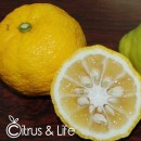 Llavors de Yuzu