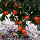 Mandarinas "Sambaitai" sin semillas