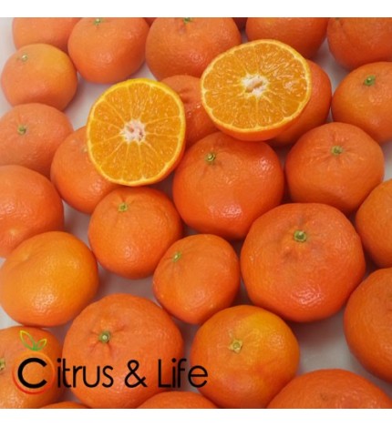 Sambaitai seedless mandarins