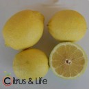 Citron Citrus & Life