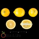 Llimona Citrus & Life