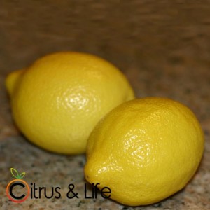 Zitrone Citrus & Life