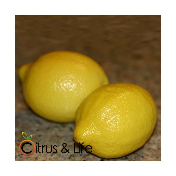 Zitrone Citrus & Life
