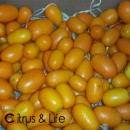 Kumquat Nagami