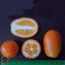 Kumquat 