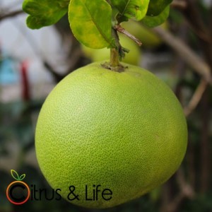 Pummelo / Zamboa Citrus & Life