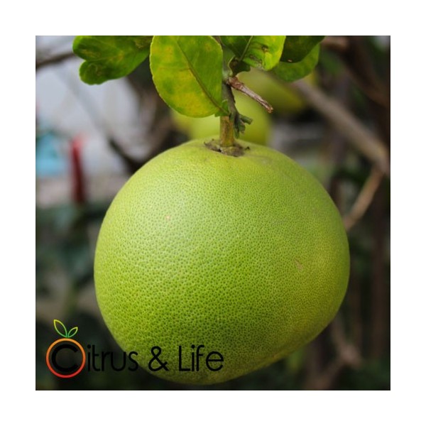 Pummelo / Zamboa Citrus & Life