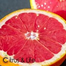 Pomelo Rosat ~ Citrus & Life