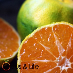 Satsuma ~ Citrus & Life