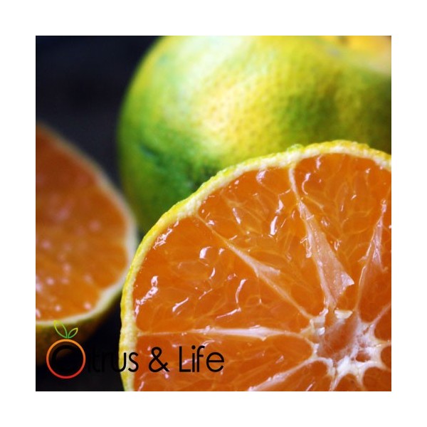 Satsuma ~ Citrus & Life
