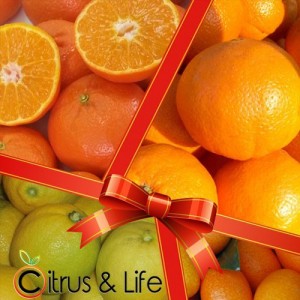 Pack 2 oranges, mandarines, citrons et exotique
