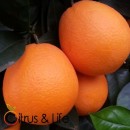 Pack oranges, mandarins, and lemons