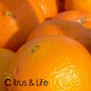 Oranges Citrus & Life