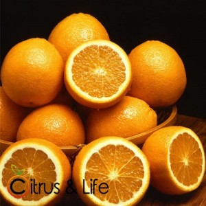 Orangen Citrus & Life