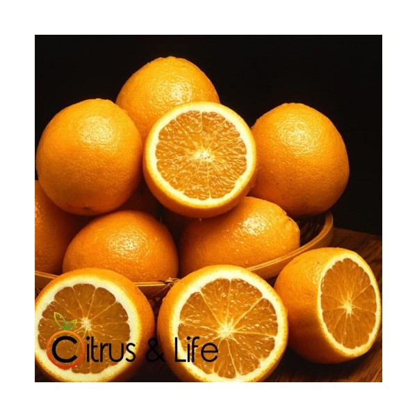 Taronges Citrus & Life