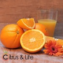 Taronges Citrus & Life