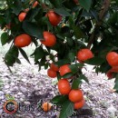 Mandarina sin semillas extradulces