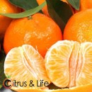 Mandarines 