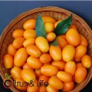 Kumquat sapling Citrus & Life