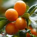 Plante de Kumquat Citrus & Life