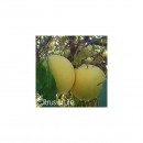 Pomelo / Zamboa Citrus & Life