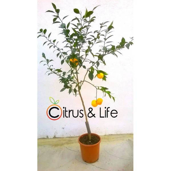 Citrus Junos Citrus Ichangensis X C.Reticulata Fresh Yuzu Lemon Seeds 