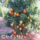 Clementina Clemenrubí