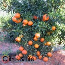 Clementina Clemenrubí